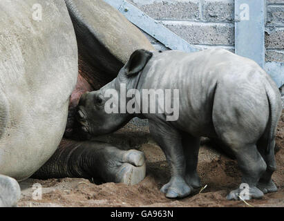 Der einwöchige Mazumba, das Baby African White Rhino, gibt sein öffentliches Debüt zusammen mit Mutter Dorethy in ihrem neuen Gehege im Blair Drummond Safari Park bei Stirling. Stockfoto