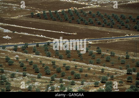 Landwirtschaft in der Nähe der Stadt Aleppo in Syrien im Nahen Osten Stockfoto