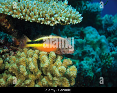 Blackside Hawkfish, Paracirrhites Forsteri, gehockt Acroporidae Korallen, Malediven, Indischer Ozean Stockfoto