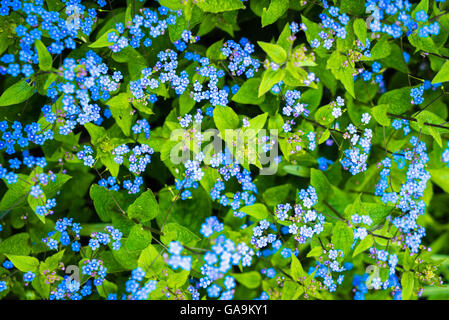 Vergissmeinnicht Blumen vase Stockfoto