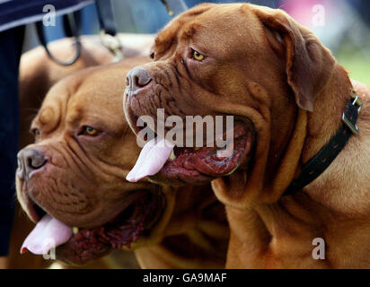 Battersea Dogs and Cats Home Reunion. EIGENSTÄNDIGES Foto. Hunde im Battersea Dogs and Cats Home's 13th Annual Reunion im Londoner Battersea Park. Stockfoto