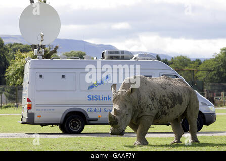 Ein SIS-Satelliten-Truck, der vor Ort eine Woche lang Mazumba, das Baby African White Rhino, filmte, nachdem sie ihr öffentliches Debüt mit Mutter Dorothy in ihrem neuen Gehege im Blair Drummond Safari Park bei Stirling gemacht hatte. Das weiße Rhino ist das erste, das im Park geboren wird. Stockfoto