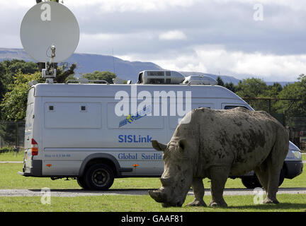 Ein SIS-Satelliten-Truck, der vor Ort eine Woche lang Mazumba, das Baby African White Rhino, filmte, nachdem sie ihr öffentliches Debüt mit Mutter Dorothy in ihrem neuen Gehege im Blair Drummond Safari Park bei Stirling gemacht hatte. Das weiße Rhino ist das erste, das im Park geboren wird. Stockfoto