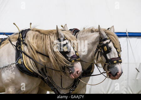 Zwei Shire Horses in ihre Geschirre stehen. Stockfoto