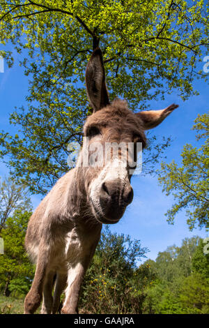 Deutschland, Troisdorf, Nordrhein-Westfalen, Esel in die Wahner Heath. Stockfoto