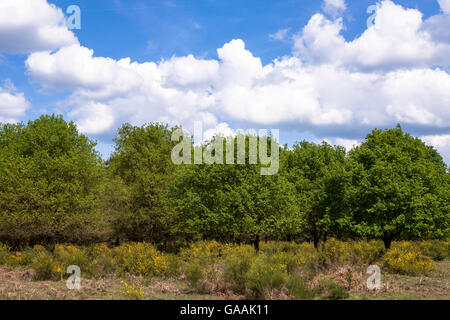 Deutschland, Troisdorf, Nordrhein-Westfalen, die Wahner Heide. Stockfoto