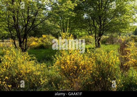 Deutschland, Troisdorf, Nordrhein-Westfalen, in die Wahner Heath, blühenden Genista. Stockfoto