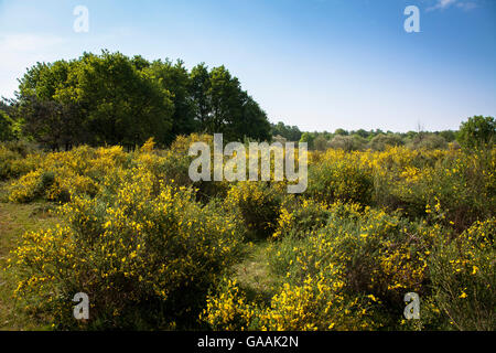 Deutschland, Troisdorf, Nordrhein-Westfalen, in die Wahner Heath, blühenden Genista. Stockfoto