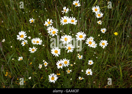 Deutschland, Troisdorf, North Rhine-Westphalia, Margeriten (Leucanthemum) in die Wahner Heath. Stockfoto