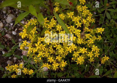 Deutschland, Troisdorf, Nordrhein-Westfalen, Mauerpfeffer (Sedum Acre) in die Wahner Heath beißen. Stockfoto