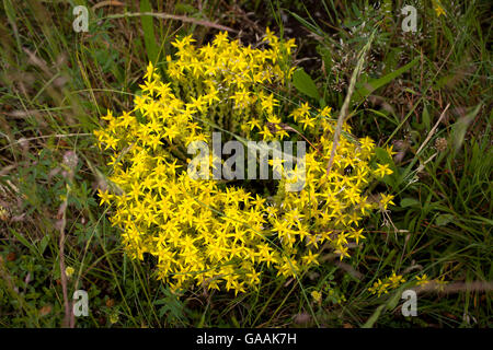 Deutschland, Troisdorf, Nordrhein-Westfalen, Mauerpfeffer (Sedum Acre) in die Wahner Heath beißen. Stockfoto