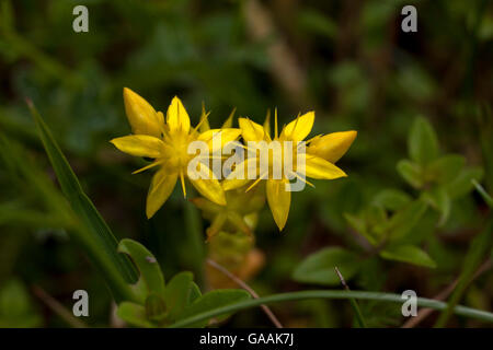 Deutschland, Troisdorf, Nordrhein-Westfalen, Mauerpfeffer (Sedum Acre) in die Wahner Heath beißen. Stockfoto