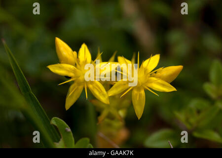 Deutschland, Troisdorf, Nordrhein-Westfalen, Mauerpfeffer (Sedum Acre) in die Wahner Heath beißen. Stockfoto