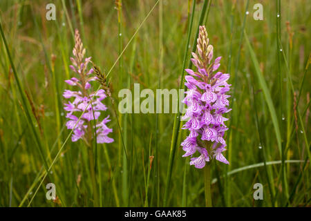 Deutschland, Troisdorf, Nordrhein-Westfalen, Heide gesichtet Orchidee (lat. Dactylorhiza Maculata) im Herfeld Moor in die Wahner H Stockfoto