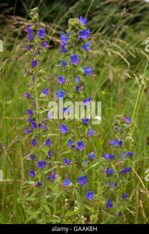 Deutschland, Troisdorf, Nordrhein-Westfalen, viper's Bugloss (lat.  Echium Vulgare) im Herfeld Moor in die Wahner Heath. Stockfoto