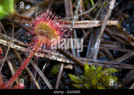 Deutschland, Troisdorf, Nordrhein-Westfalen, Runde-leaved Sonnentau (Drosera Rotundifolia) in die Wahner Heath. Stockfoto