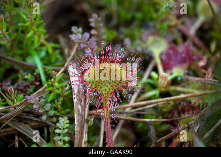 Deutschland, Troisdorf, Nordrhein-Westfalen, Runde-leaved Sonnentau (Drosera Rotundifolia) in die Wahner Heath. Stockfoto