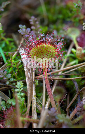 Deutschland, Troisdorf, Nordrhein-Westfalen, Runde-leaved Sonnentau (Drosera Rotundifolia) in die Wahner Heath. Stockfoto