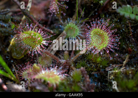 Deutschland, Troisdorf, Nordrhein-Westfalen, Runde-leaved Sonnentau (Drosera Rotundifolia) in die Wahner Heath. Stockfoto
