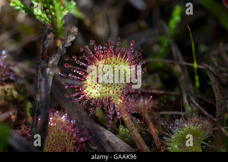 Deutschland, Troisdorf, Nordrhein-Westfalen, Runde-leaved Sonnentau (Drosera Rotundifolia) in die Wahner Heath. Stockfoto