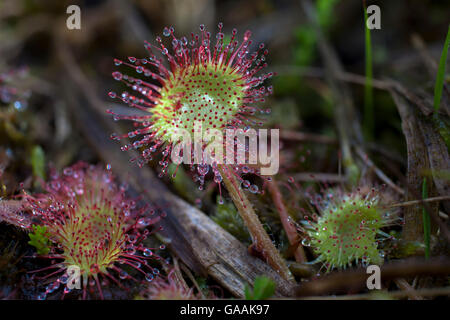 Deutschland, Troisdorf, Nordrhein-Westfalen, Runde-leaved Sonnentau (Drosera Rotundifolia) in die Wahner Heath. Stockfoto