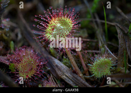 Deutschland, Troisdorf, Nordrhein-Westfalen, Runde-leaved Sonnentau (Drosera Rotundifolia) in die Wahner Heath. Stockfoto