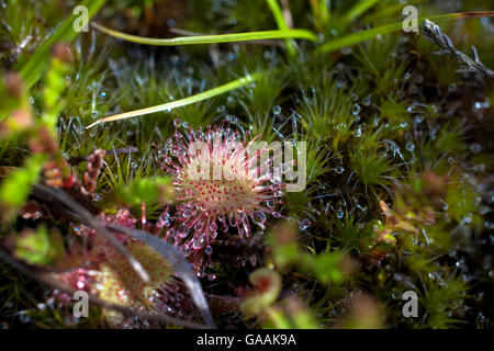Deutschland, Troisdorf, Nordrhein-Westfalen, Runde-leaved Sonnentau (Drosera Rotundifolia) in die Wahner Heath. Stockfoto