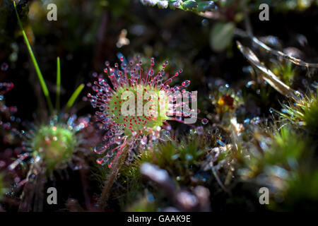 Deutschland, Troisdorf, Nordrhein-Westfalen, Runde-leaved Sonnentau (Drosera Rotundifolia) in die Wahner Heath. Stockfoto