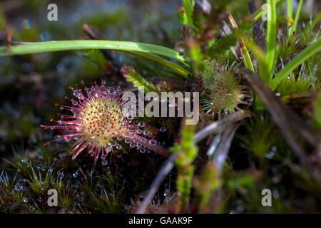 Deutschland, Troisdorf, Nordrhein-Westfalen, Runde-leaved Sonnentau (Drosera Rotundifolia) in die Wahner Heath. Stockfoto