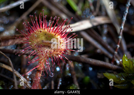 Deutschland, Troisdorf, Nordrhein-Westfalen, Runde-leaved Sonnentau (Drosera Rotundifolia) in die Wahner Heath. Stockfoto