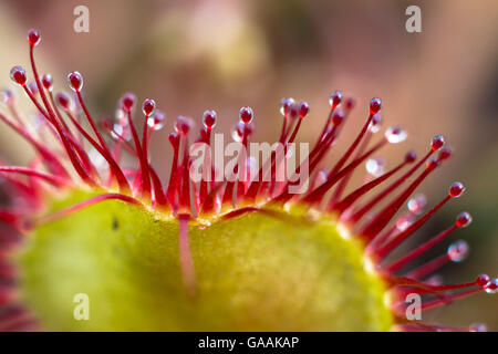 Deutschland, Troisdorf, Nordrhein-Westfalen, Runde-leaved Sonnentau (Drosera Rotundifolia) in die Wahner Heath. Stockfoto