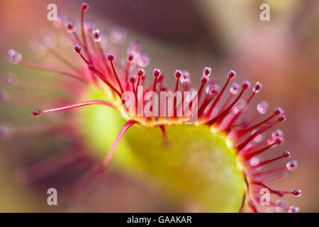 Deutschland, Troisdorf, Nordrhein-Westfalen, Runde-leaved Sonnentau (Drosera Rotundifolia) in die Wahner Heath. Stockfoto