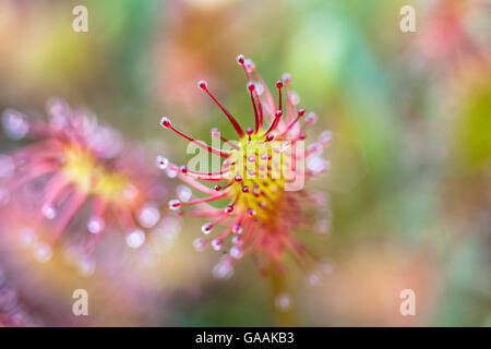 Deutschland, Troisdorf, Nordrhein-Westfalen, Runde-leaved Sonnentau (Drosera Rotundifolia) in die Wahner Heath. Stockfoto