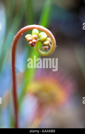 Deutschland, Troisdorf, Nordrhein-Westfalen, Blüte der Runde-leaved Sonnentau (Drosera Rotundifolia) in die Wahner Heath. Stockfoto