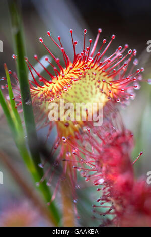 Deutschland, Troisdorf, Nordrhein-Westfalen, Runde-leaved Sonnentau (Drosera Rotundifolia) in die Wahner Heath. Stockfoto