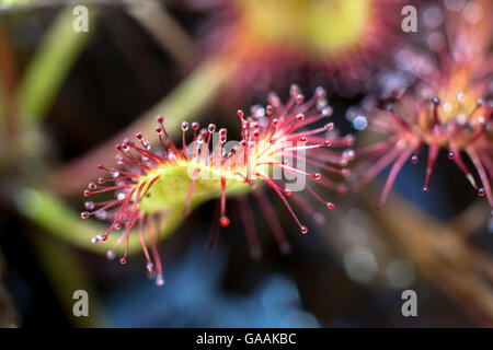 Deutschland, Troisdorf, Nordrhein-Westfalen, Runde-leaved Sonnentau (Drosera Rotundifolia) in die Wahner Heath. Stockfoto
