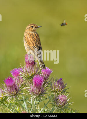 Braunkehlchen (Saxicola Rubetra) sitzen auf Blumen Stockfoto