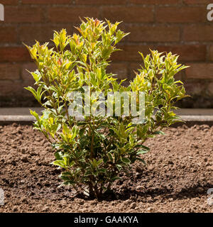 Osmanthus Heterophyllus Variegatus Strauch wächst in einem privaten Garten neu gepflanzt Stockfoto