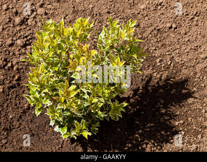 Osmanthus Heterophyllus Variegatus Strauch wächst in einem privaten Garten neu gepflanzt Stockfoto