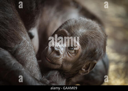 Sechs Wochen alten Baby von einem westlichen Flachlandgorilla Stockfoto