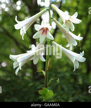 Riesige Himalayan Lily (Cardiocrinum Giganteum) in den Gärten bei Dunham Massey, Altrincham, Cheshire, England, UK Stockfoto