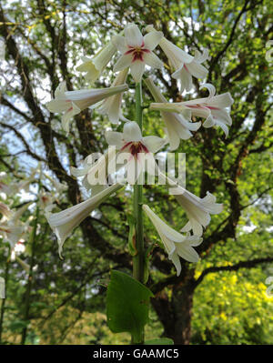 Riesige Himalayan Lily (Cardiocrinum Giganteum) in den Gärten bei Dunham Massey, Altrincham, Cheshire, England, UK Stockfoto