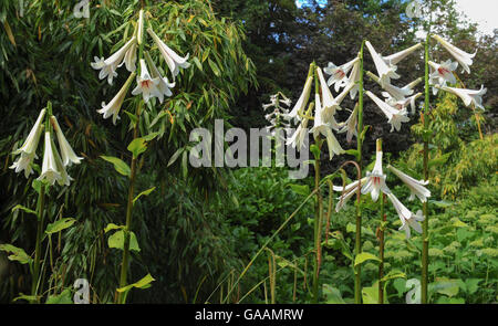 Riesige Himalayan Lily (Cardiocrinum Giganteum) in den Gärten bei Dunham Massey, Altrincham, Cheshire, England, UK Stockfoto