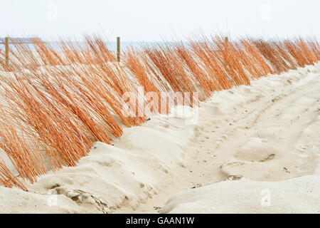 Sands Catchers am Strand für die Renaturierung der Düne. Baskisches Land. Stockfoto