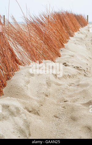 Sands Catchers am Strand für die Renaturierung der Düne. Baskisches Land. Stockfoto