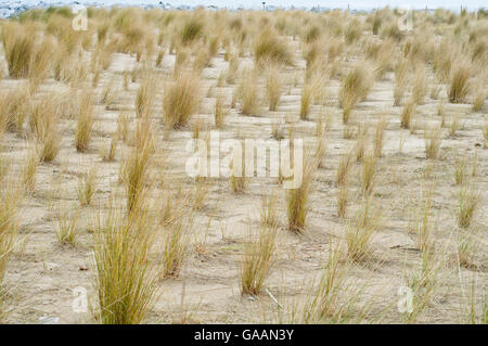 Pflanzung von europäischen Dünengebieten Grass, Ammophila Arenaria, für die Renaturierung der Düne am Strand. Baskisches Land. Stockfoto