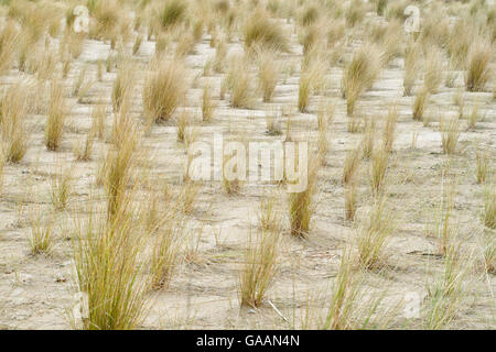 Pflanzung von europäischen Dünengebieten Grass, Ammophila Arenaria, für die Renaturierung der Düne am Strand. Baskisches Land. Stockfoto