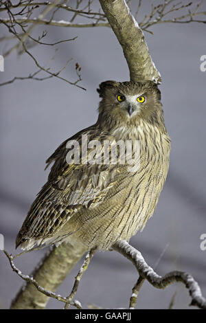 Blakiston&#39;s Fish Owl (Ketupa blakistoni) thront, Hokkaido, Japan, Februar. Stockfoto