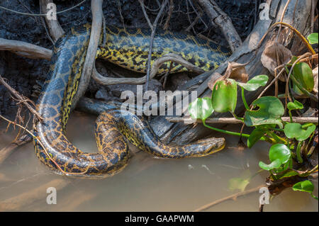 Gelbe Anakonda (Eunectes notaeus) in der Vegetation am Rand der Paraguay Fluss, taiama Reserve, Western Pantanal, Brasilien, Südamerika. Stockfoto