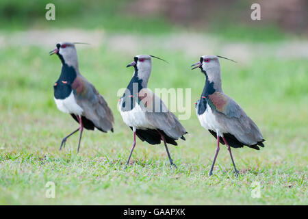 Männlichen südlichen Kiebitze (Vanellus Chilensis) Anzeige im Grasland, Chapada Dos Guimaraes, Brasilien, Südamerika. Stockfoto